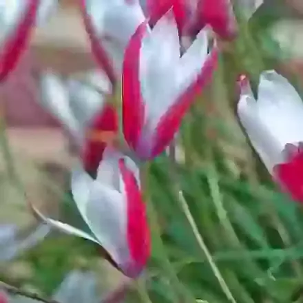 Clusiana Peppermintstick